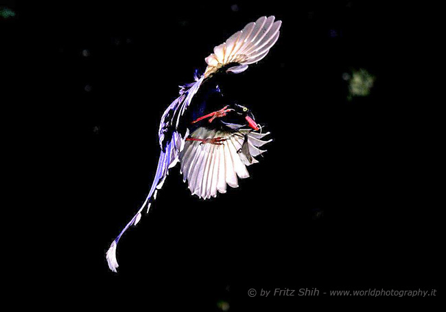 Taiwan Blue Magpie in Flight